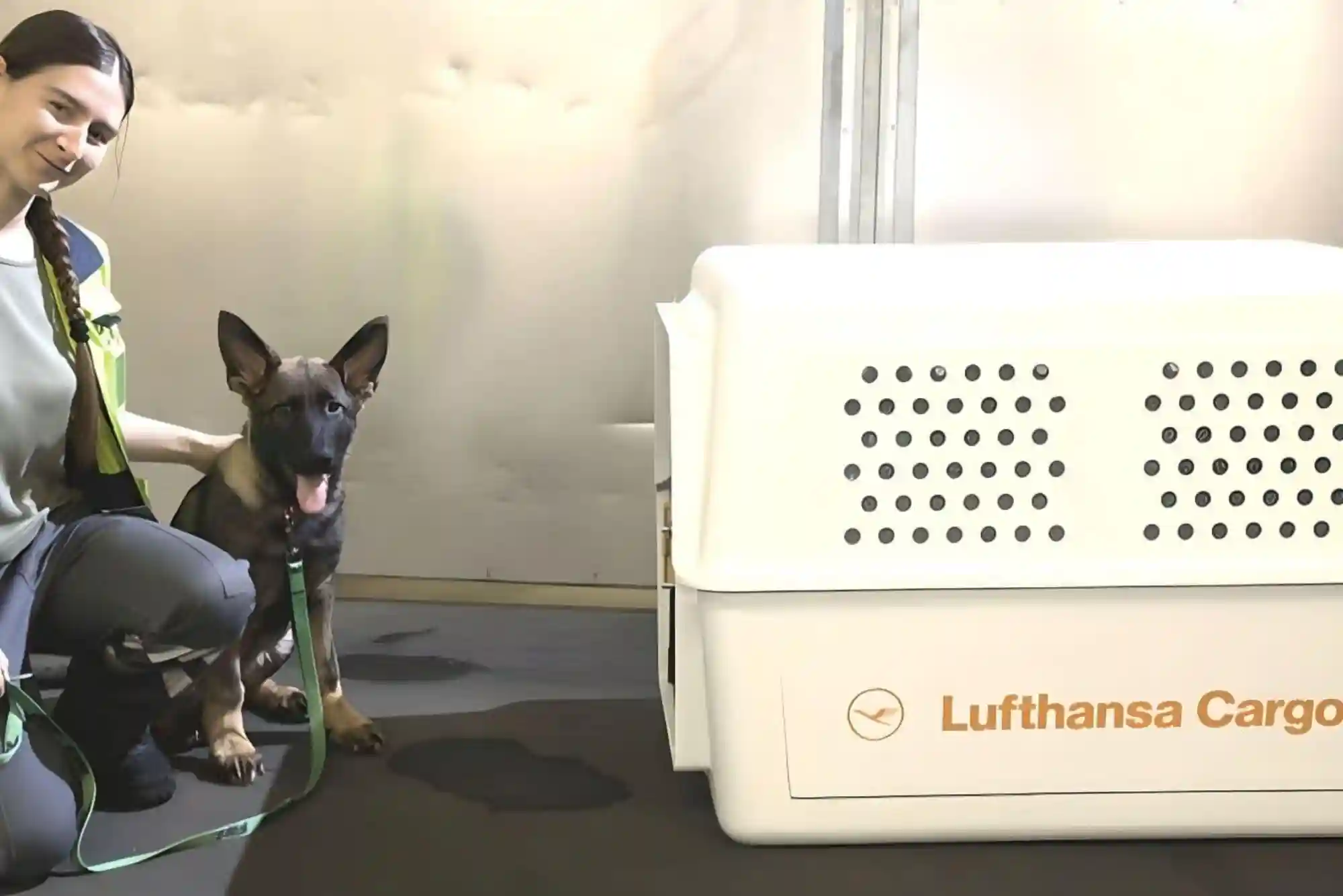 Flying With Dogs as Checked Baggage or Cargo: Temperature Embargoes and Crate Specs