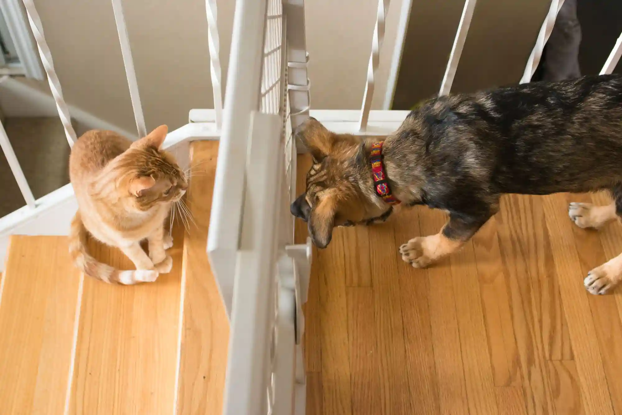 How to Introduce a New Cat to a Dog: Scent Swapping and Visual Barrier Protocols
