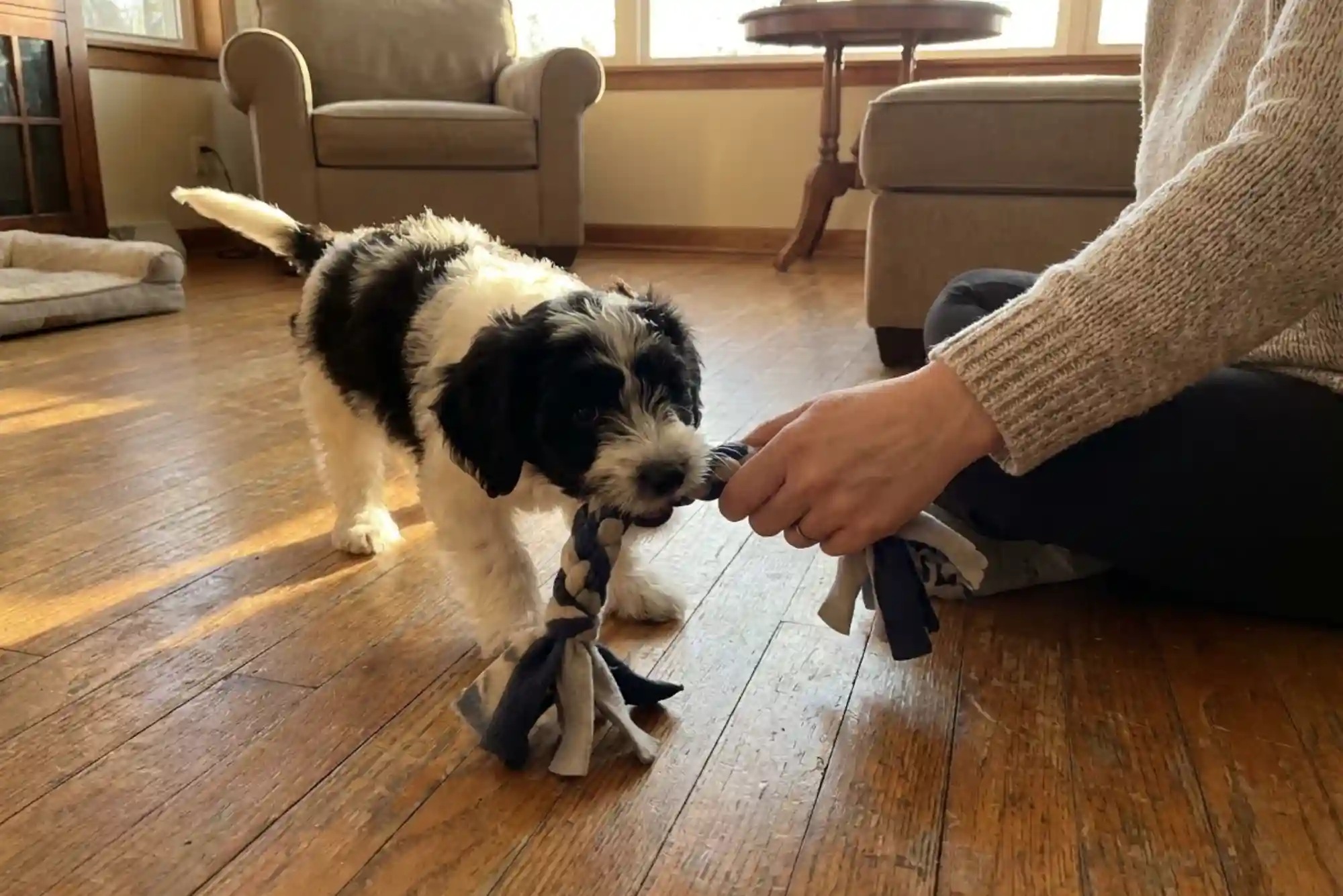 How to Stop a Puppy from Biting Ankles and Pant Legs During Walks
