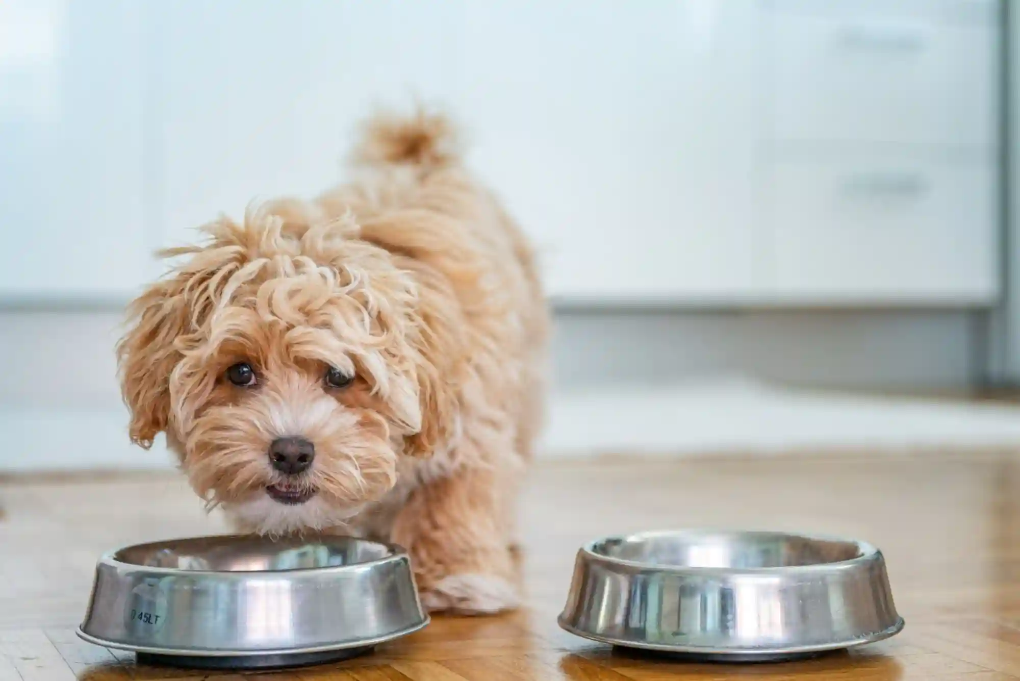 Resource Guarding in Dogs: How to Stop Food and Toy Aggression with Trade Drills